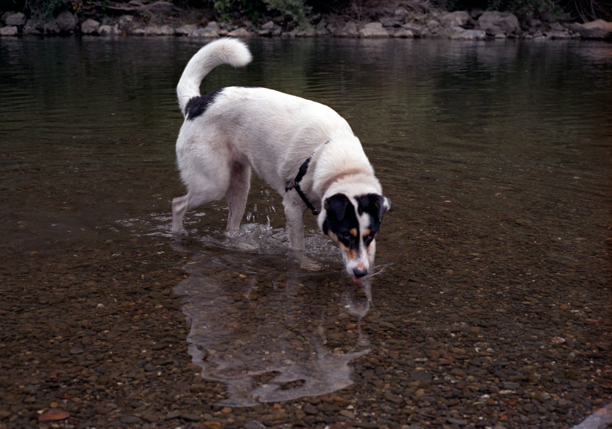 Penny in the Russian River